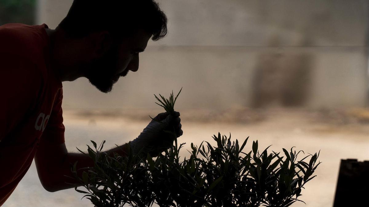 El Banco Mundial de Germoplasma de Variedades de Olivo, que la Junta de Andalucía tiene en Córdoba, atesora 668 variedades distintas de esta planta, procedentes de todo el mundo