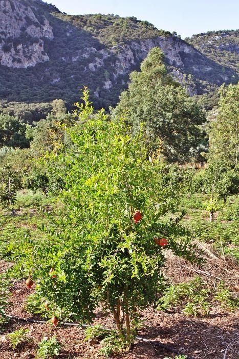 Auf der Bio-Finca S’Hort de Son Morro wachsen rund 500 Bäume, die ab jetzt reife Granatäpfel tragen. Besitzer José Romero weiß, welche Sorten besonders gut munden – und wie man die Früchte am besten s