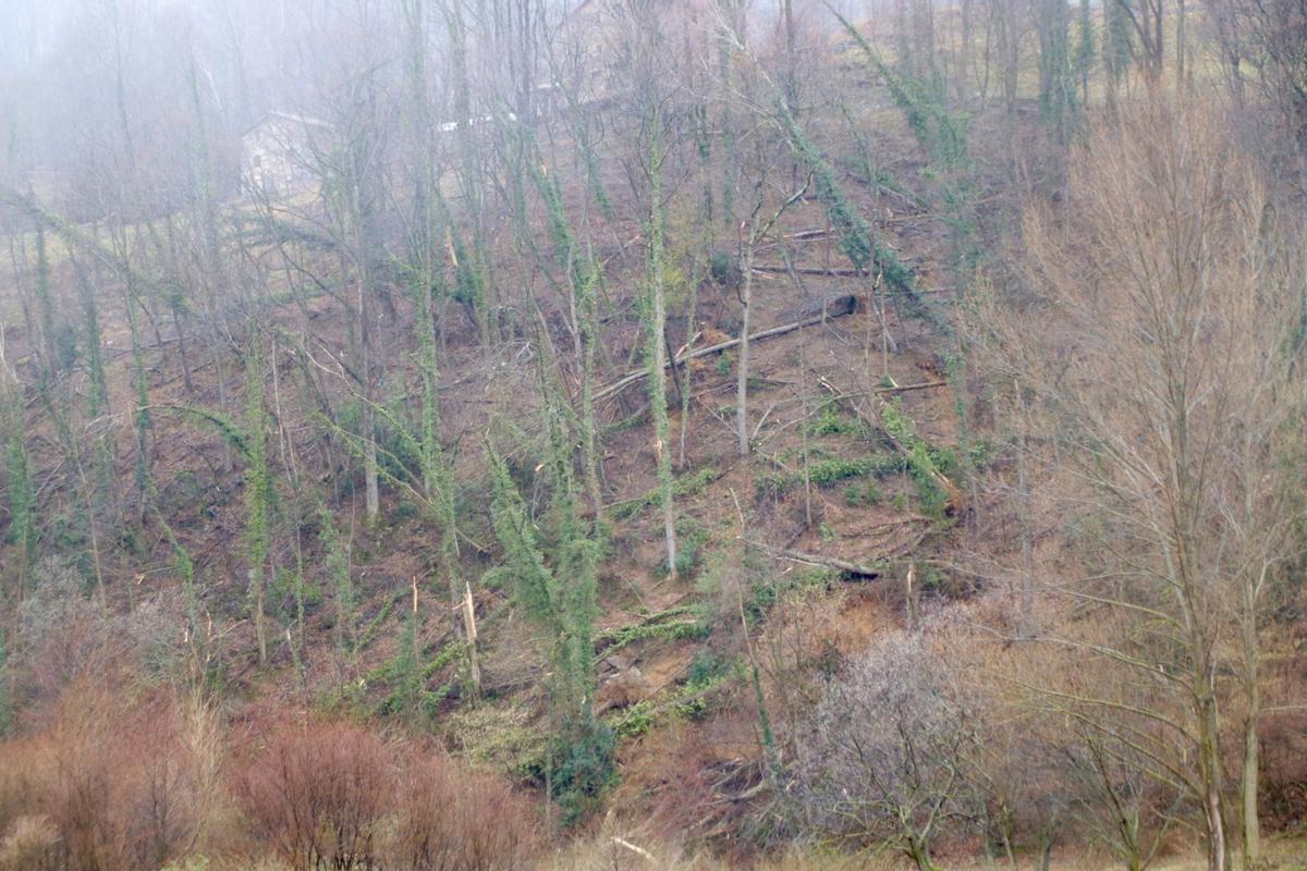 Arbres caiguts pel vent en una zona de bosc