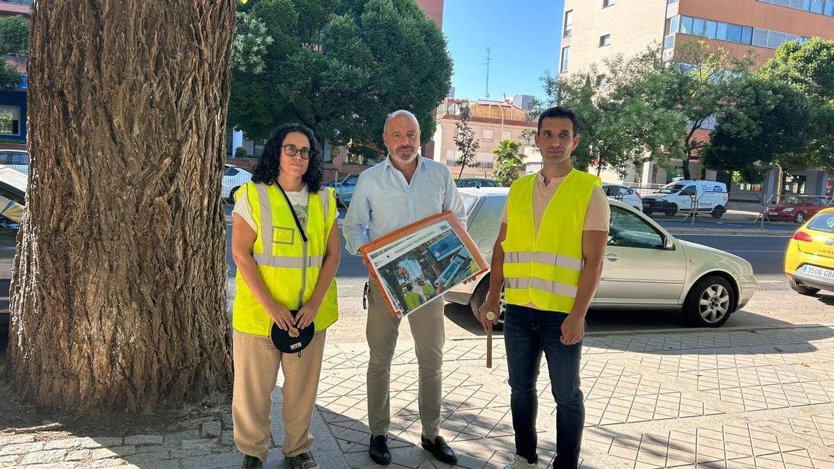Los dos olmos centarios de Cáceres se someten a un exhaustivo estudio para garantizar su conservación