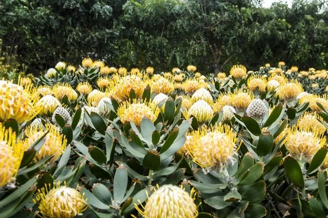 Visita a una plantacion de proteas een la Granja Agrícola del Cabildo. FOTOS: JC CASTRO