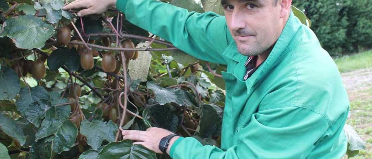 René García mostrando varios kiwis, ayer, en la plantación de Vega de Aguín.