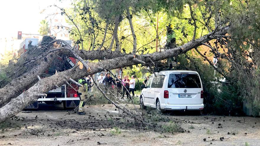 VÍDEO | Caída de un árbol en Sevilla Este
