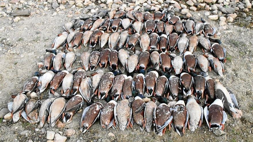 La incógnita de los 800 patos muertos