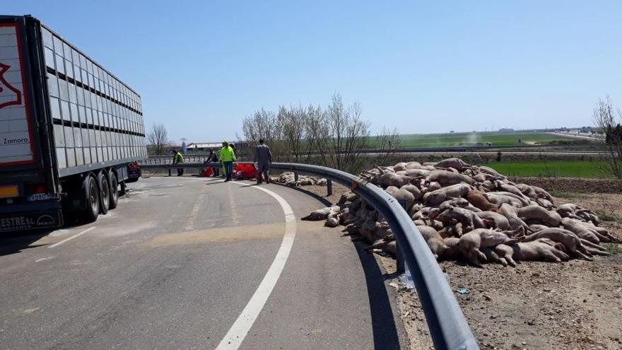 Decenas de cerdos mueren tras el vuelco de un camión en Castrogonzalo