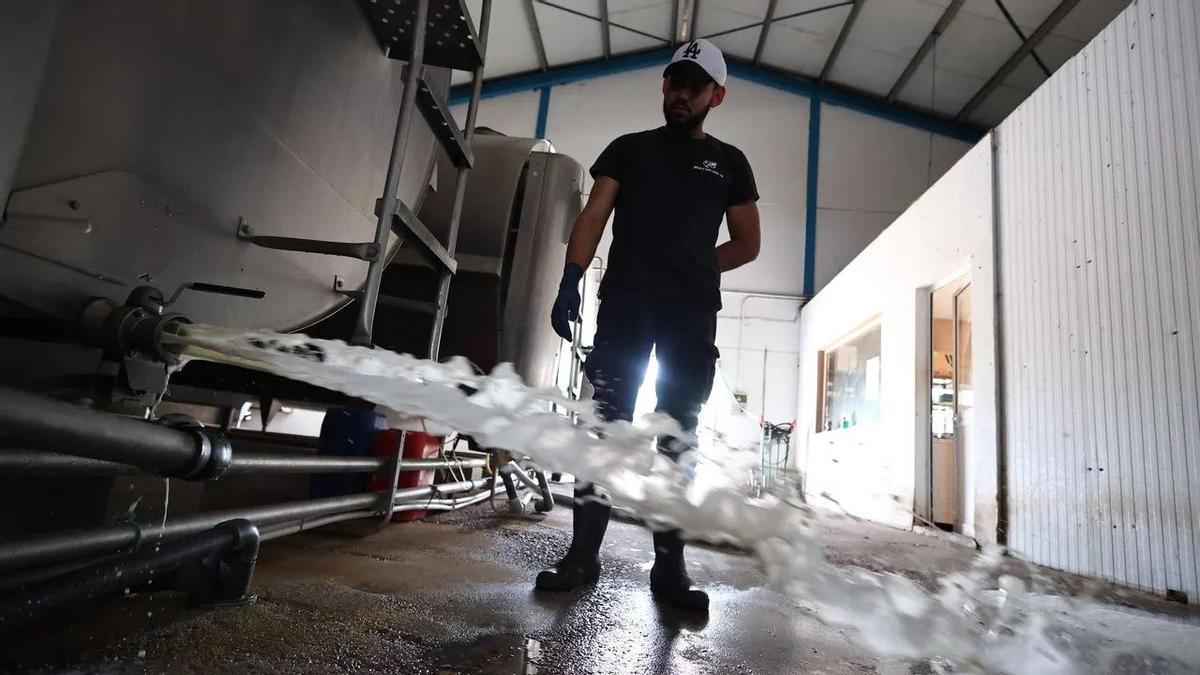 Ganadero andaluz tirando leche de su explotación.