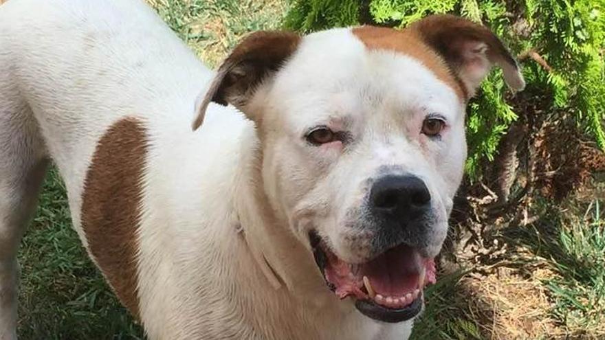 Marley, el perro abatido a tiros por un policía municipal de Castelló.