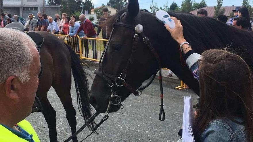 Feria caballar celebrada ayer en Teixeiro.