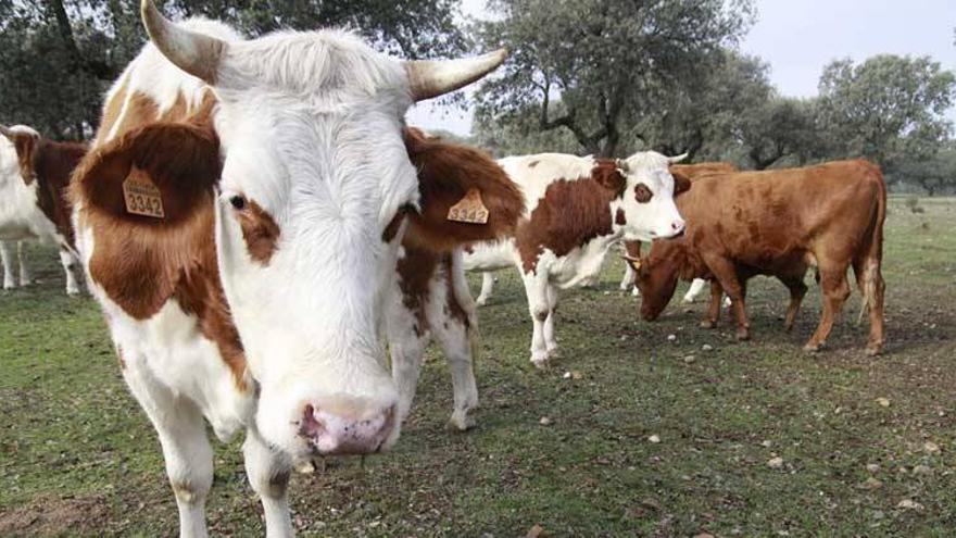 El riesgo de contagio de tuberculosis bovina llega a 60 pueblos de Extremadura