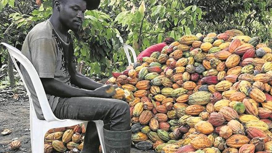 La ciencia quiere salvar el cacao con una modificación genética