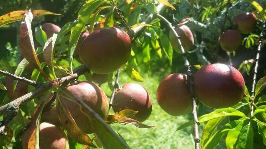 Frutos cultivados en un huerto ecológico, la semana pasada.