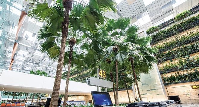 Changi (Singapur), mejor aeropuerto del mundo por quinto año consecutivo