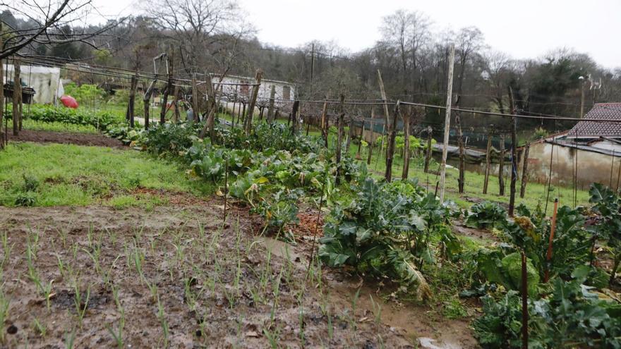 Kiwis, fabas y manzanos se libran de los vaivenes del tiempo en Asturias