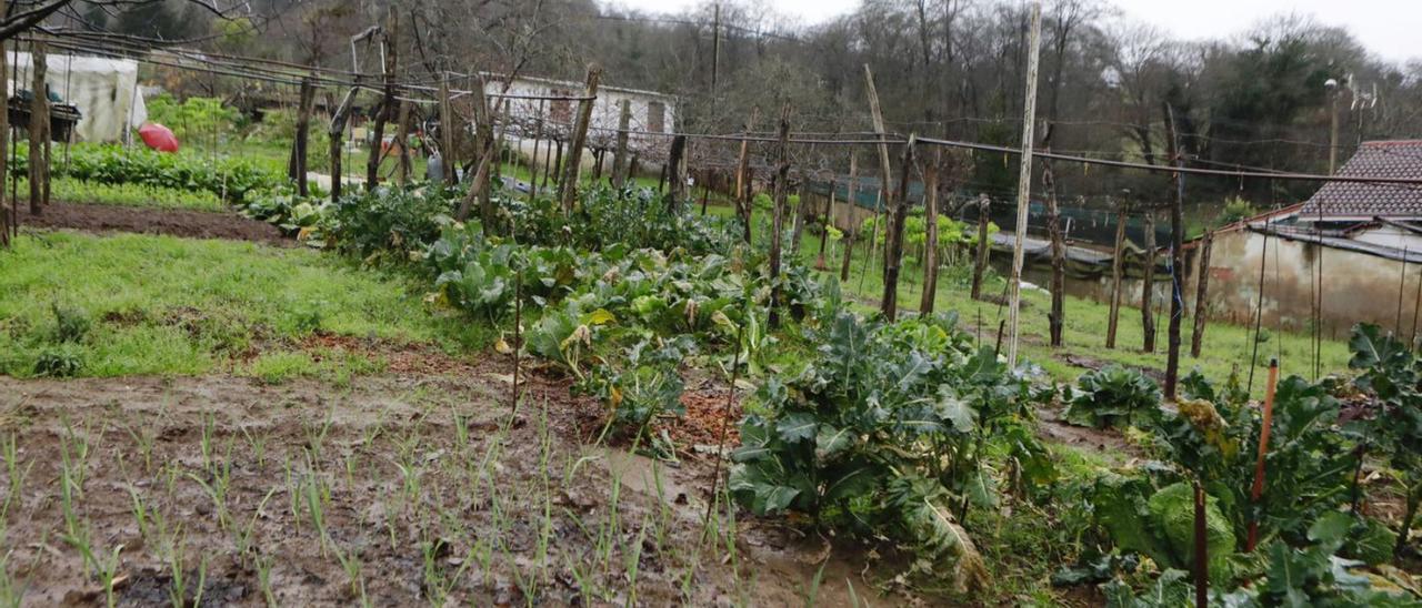 Huerto encharcado, este miércoles, en La Granxa (Oviedo). | Fernando Rodríguez