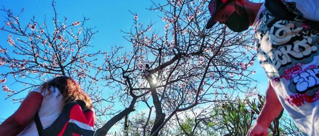 Un senderista toma fotos de un almendro tupido de flores ayer en Santiago del Teide.