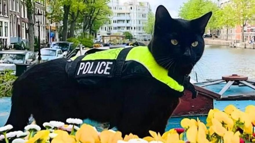 El gat «policia» d’Amsterdam que patrulla el barri amb armilla groga