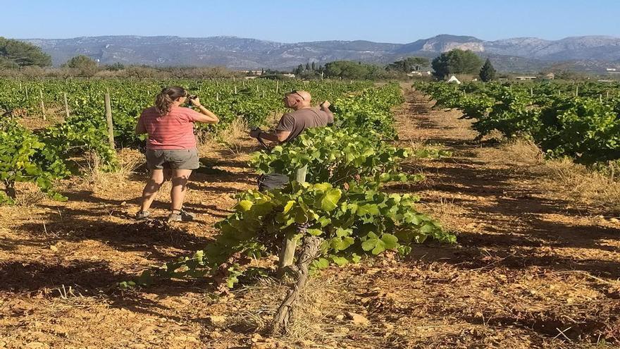 Vendimia 2023: Las bodegas de Mallorca arrancan la campaña con previsión de aumentar un 10% la producción