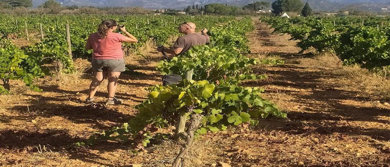 Vendimia 2023: Las bodegas de Mallorca arrancan la campaña con previsión de aumentar un 10% la producción