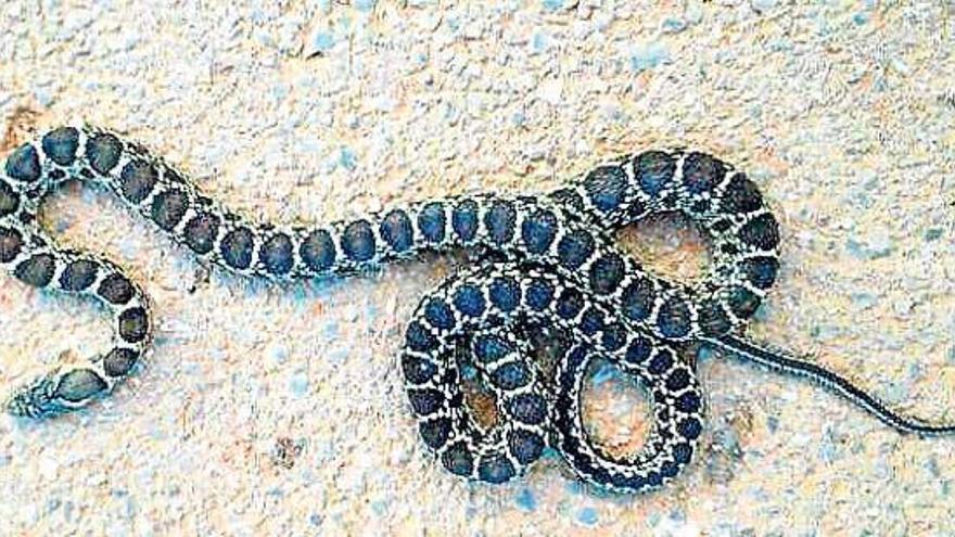 Serpiente atropellada cerca de la balsa de agua de Santa Eulària.