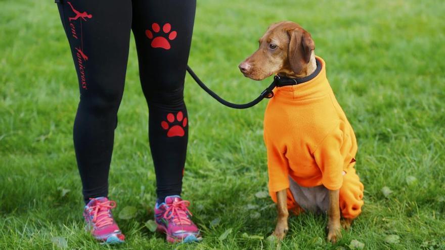 Les imatges més divertides del Crufts Dog Show