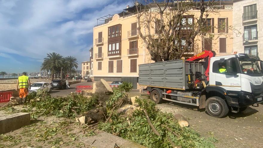 Así ha talado Cort los cinco Belllasombra de la plaza Llorenç Villalonga de Palma