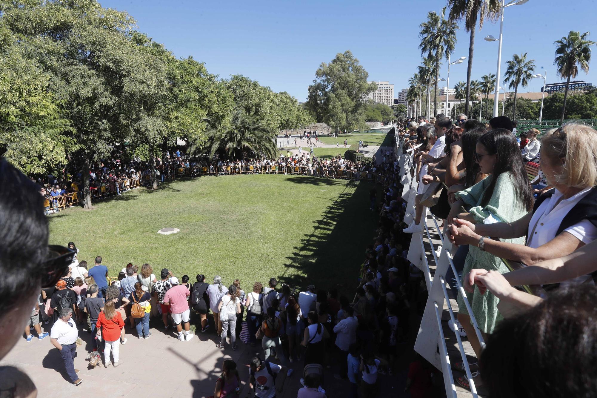 La Feria Animalista de València, en imágenes