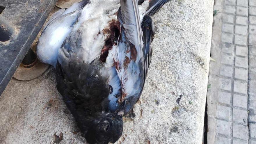 El Ayuntamiento niega que controle la población de palomas de Palma disparándolas con escopetas