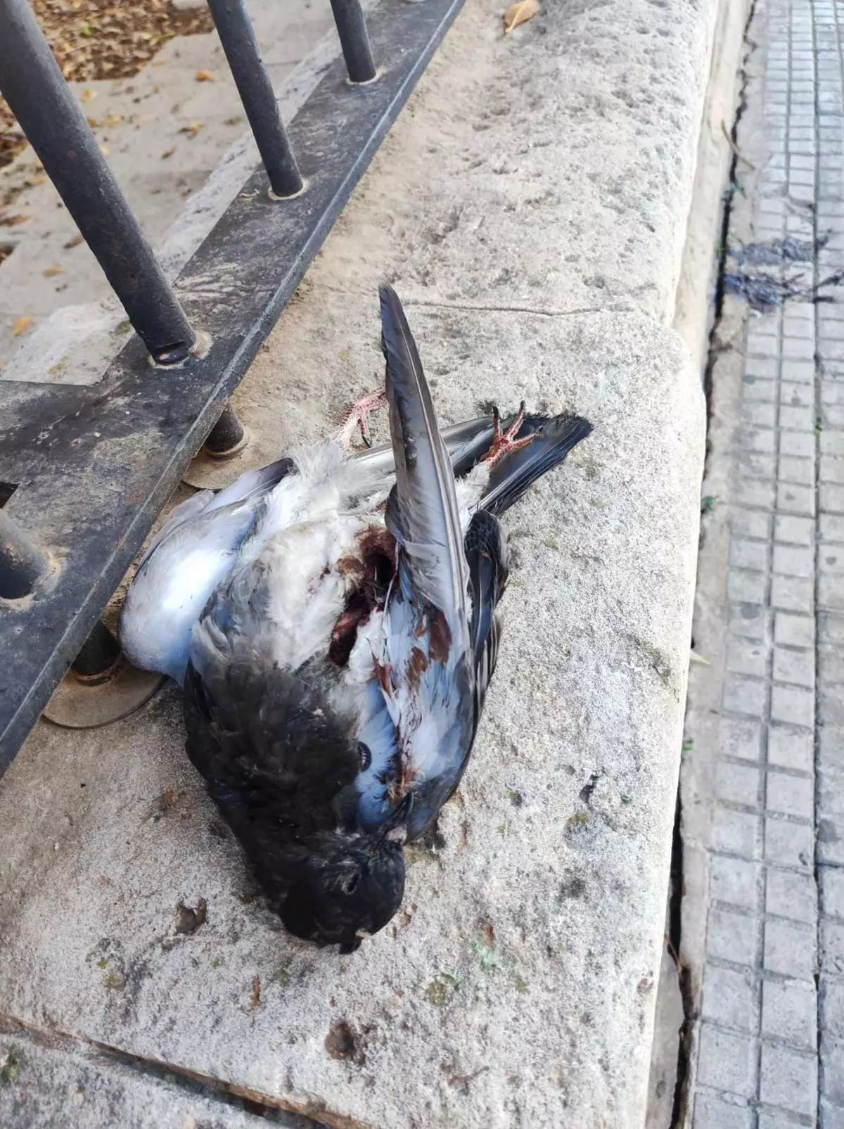 El Ayuntamiento niega que controle la población de palomas de Palma disparándolas con escopetas