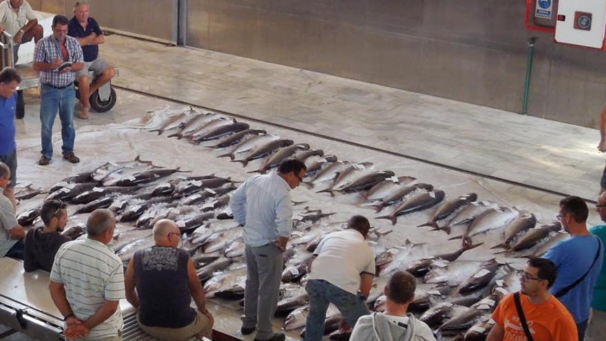 Los peces, recién sacados de la mar.