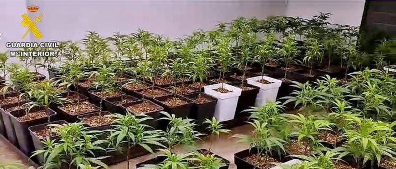 Plantación de marihuana en Orellana de la Sierra.