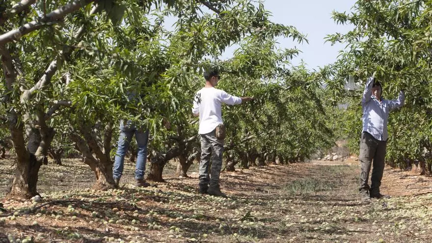La campaña de verano arranca en Carlet con buena producción y temor a los precios