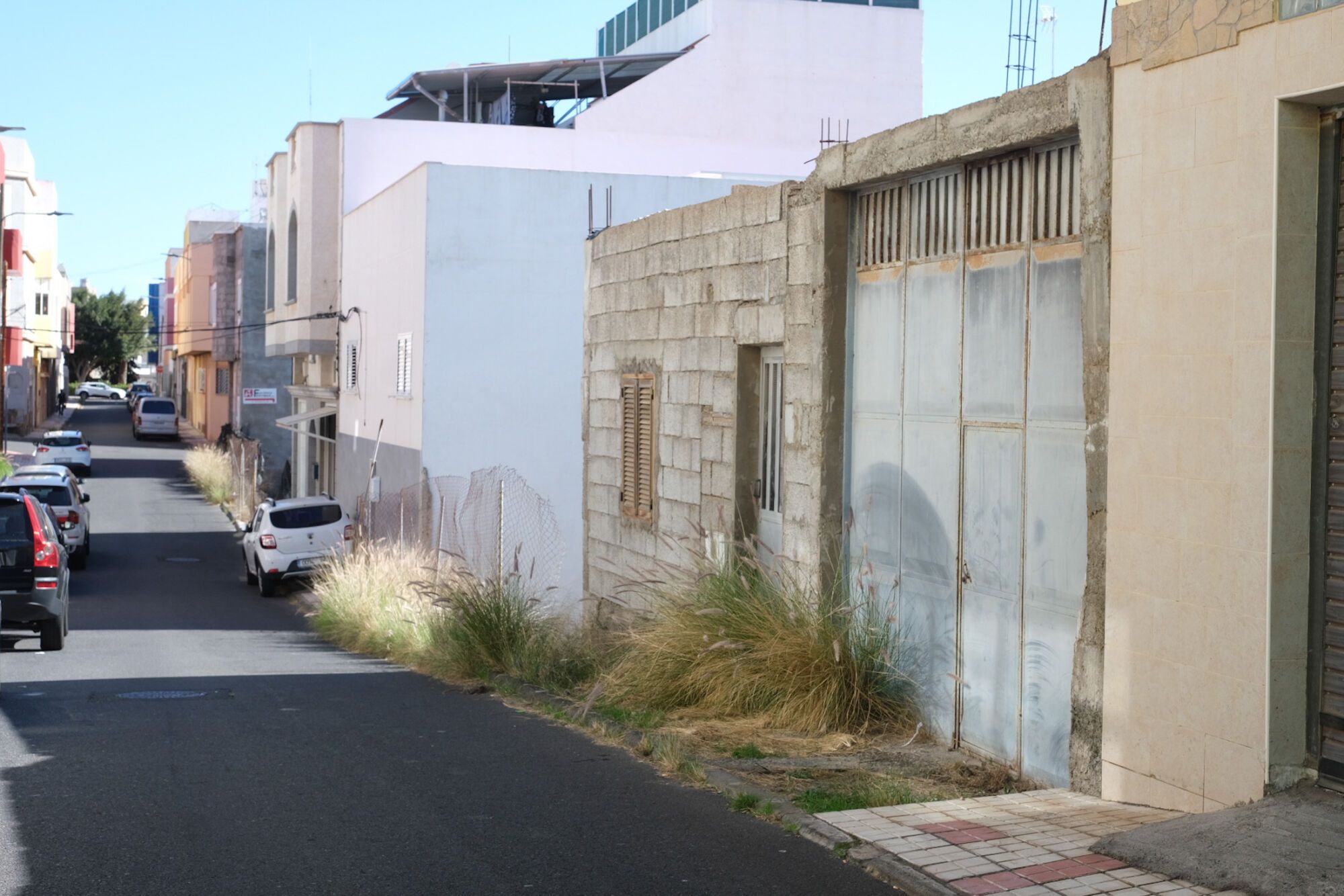 Rabo de gato en el barrio de Los Giles, en Las Palmas de Gran Canaria