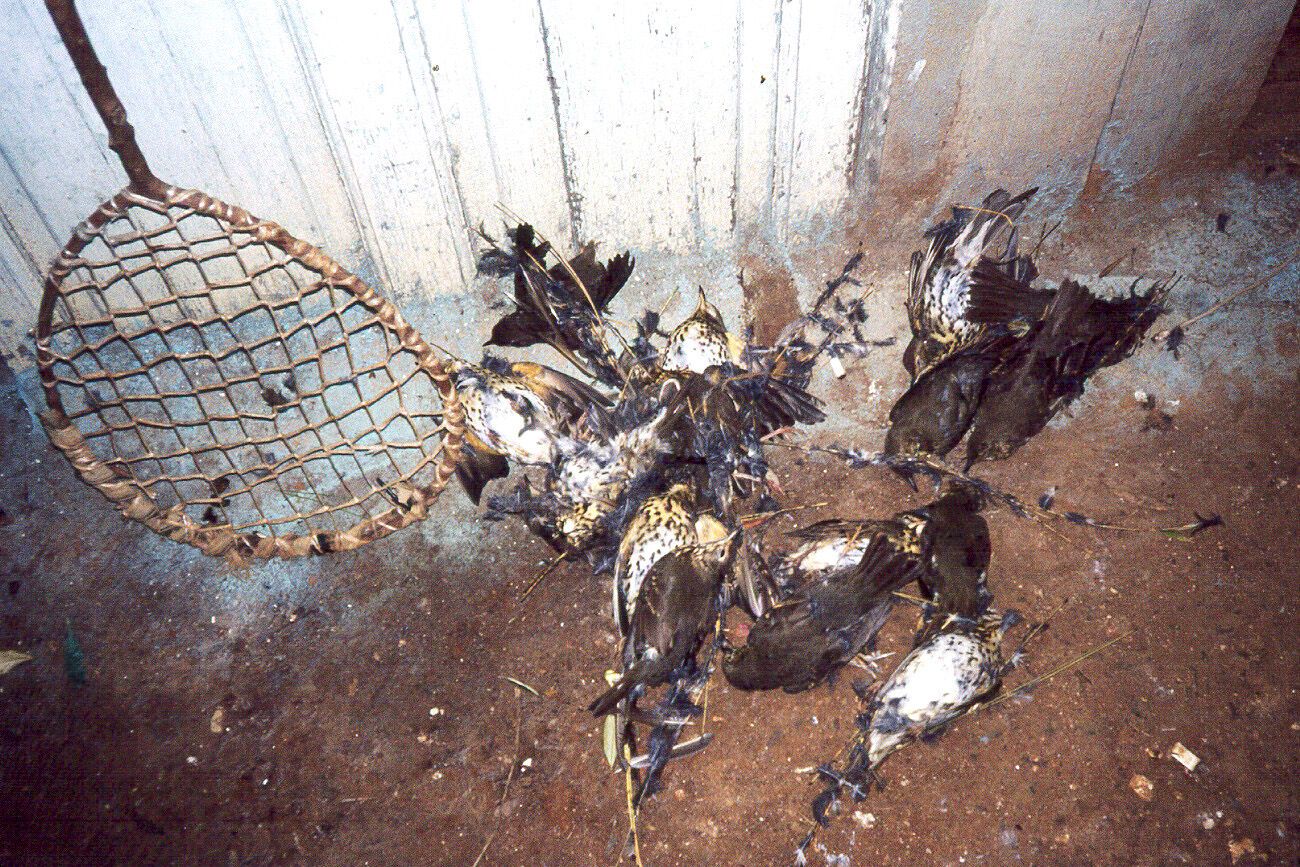 Pájaros cazados en Castelló con el método del «Parany».. Legalización del «parany».