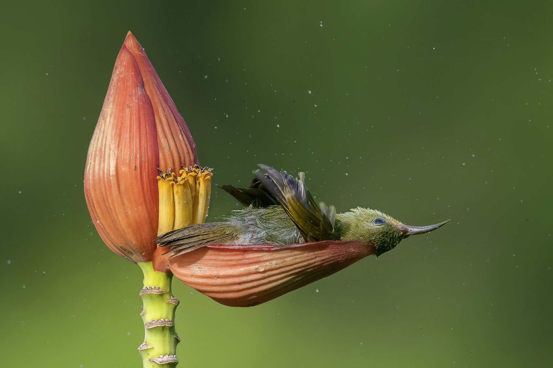 FLORAL BATH TUB - Mousam Ray (India) - Mención de Honor: Mundo de las Aves