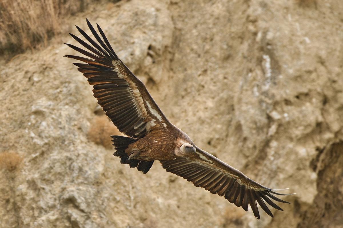 Ejemplar de buitre leonado