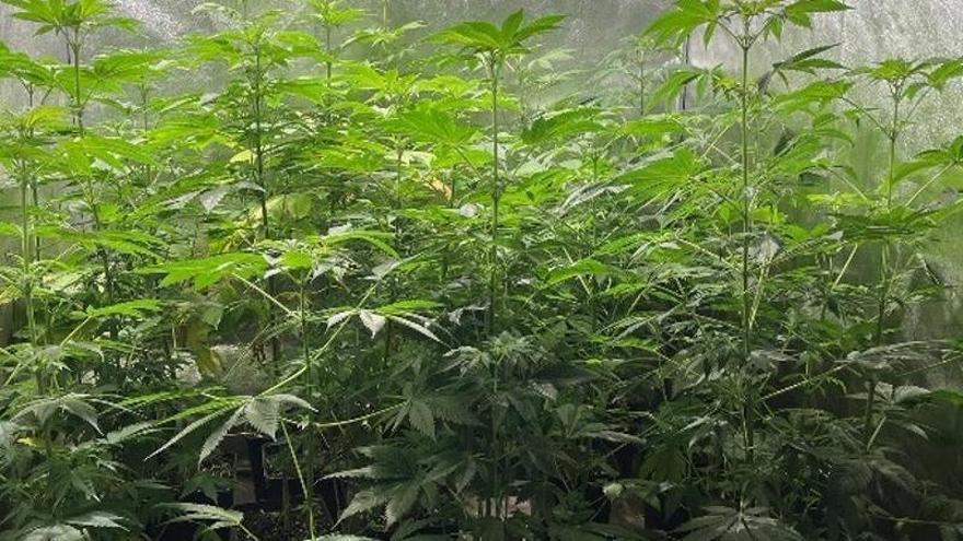 Cultivo de marihuana descubierto en uno de los domicilios registrados en Vélez del detenido