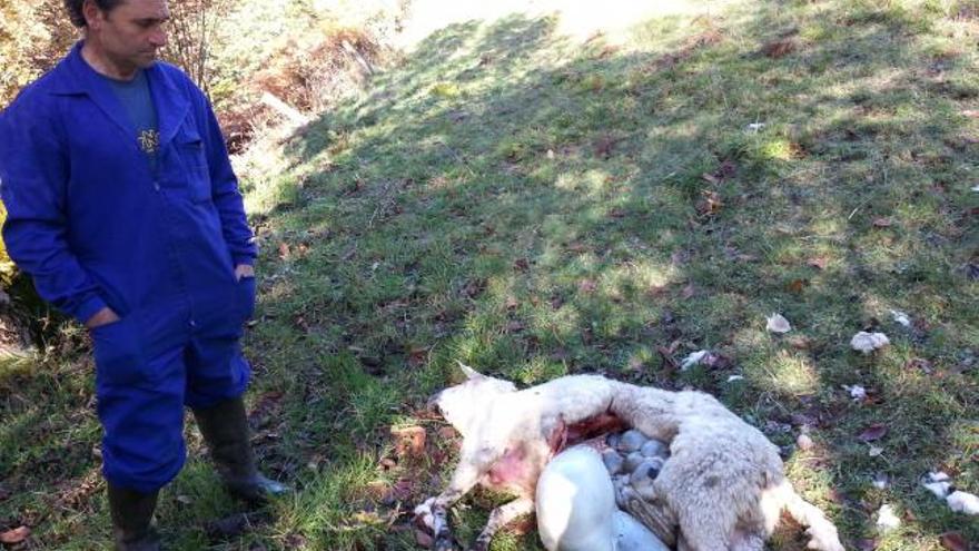 Jaime Álvarez con una de sus ovejas totalmente destrozada por el ataque del lobo.