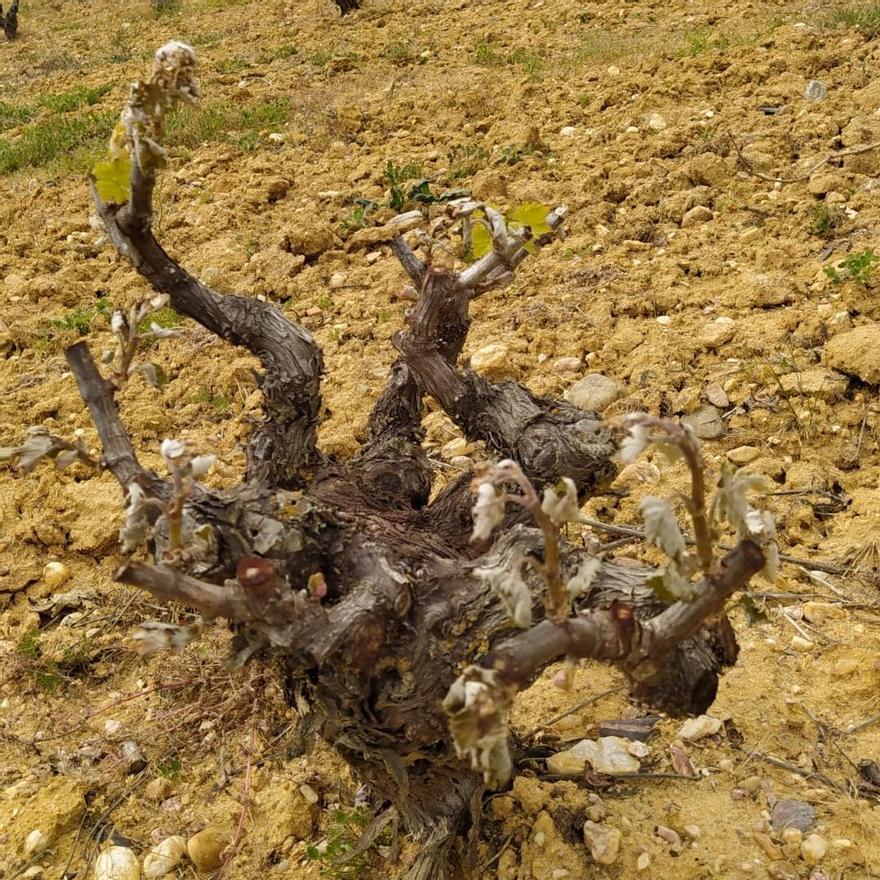 Cepas afectadas por las heladas tardías registradas a mediados de abril en la DO Tierra del Vino.