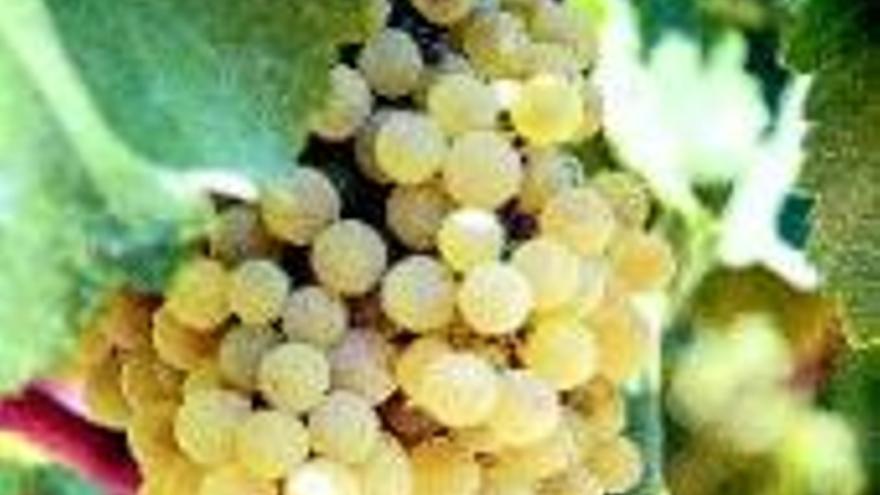 El fruto de varias cooperativas vinícolas cristaliza en unos caldos exquisitos