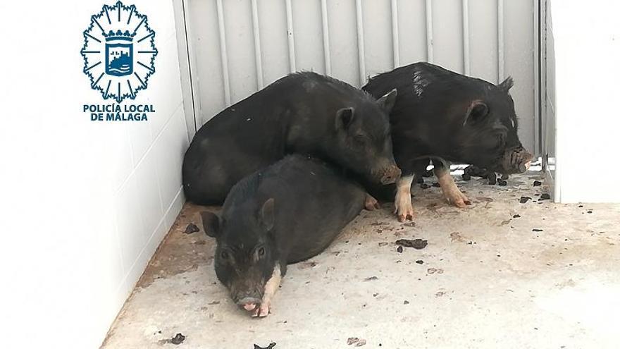Capturados tres cerdos vietnamitas abandonados en un recinto cerrado de Emasa