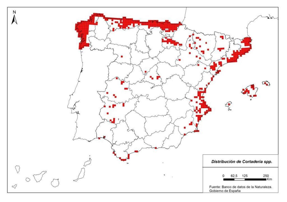 ¿Cómo frenar el plumero de la Pampa que invade España?