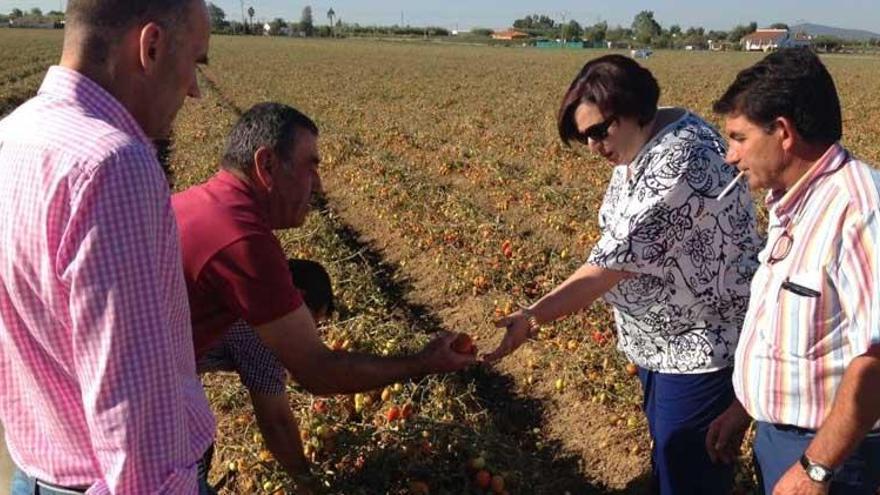 La Junta pedirán un plan de empleo agrario para las Vegas Altas y La Serena por los daños del temporal