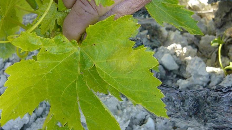 Tratamientos contra el mildiu en el viñedo