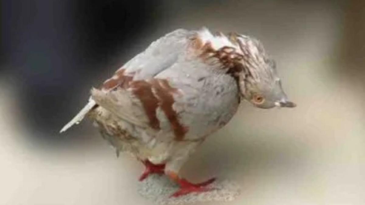 Alerta en Reino Unido por la aparición de &quot;palomas zombies&quot; con cuellos retorcidos y movimientos erráticos