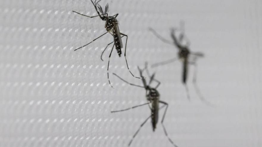 Adelantan el control de mosquitos en Mairena para prevenir el virus del Nilo