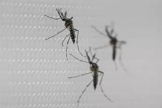 Adelantan el control de mosquitos en Mairena para prevenir el virus del Nilo