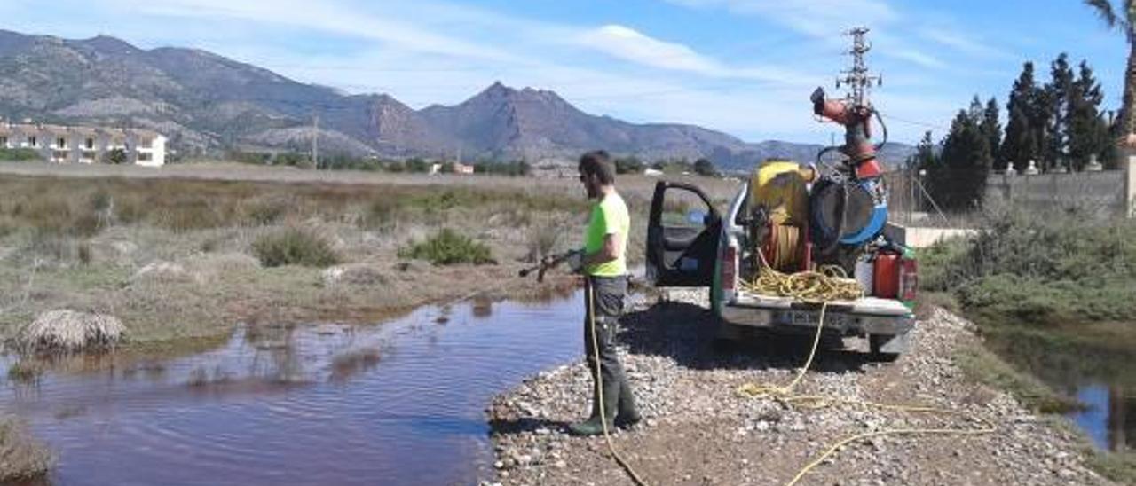 Benicàssim pide la colaboración de los vecinos para atajar la plaga de mosquitos