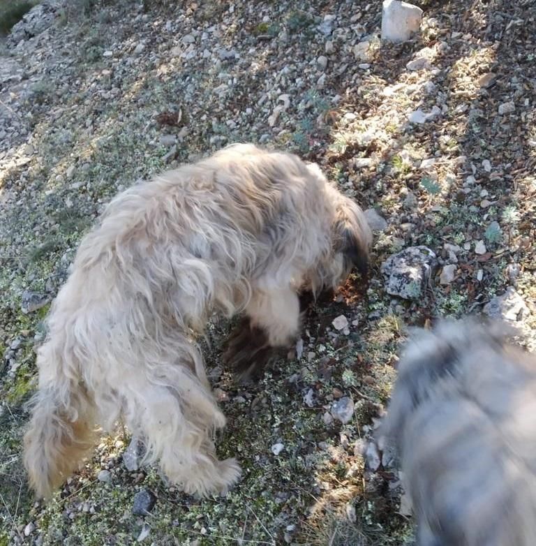 En las semanas previas a la campaña, los buscadores han salido con sus perros para practicar y entrenar el olfato.