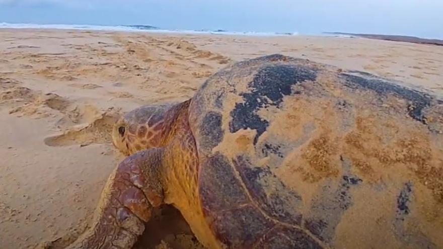 Dieses Video erklärt auf Deutsch, wie Sie auf Mallorca Schildkröten retten können