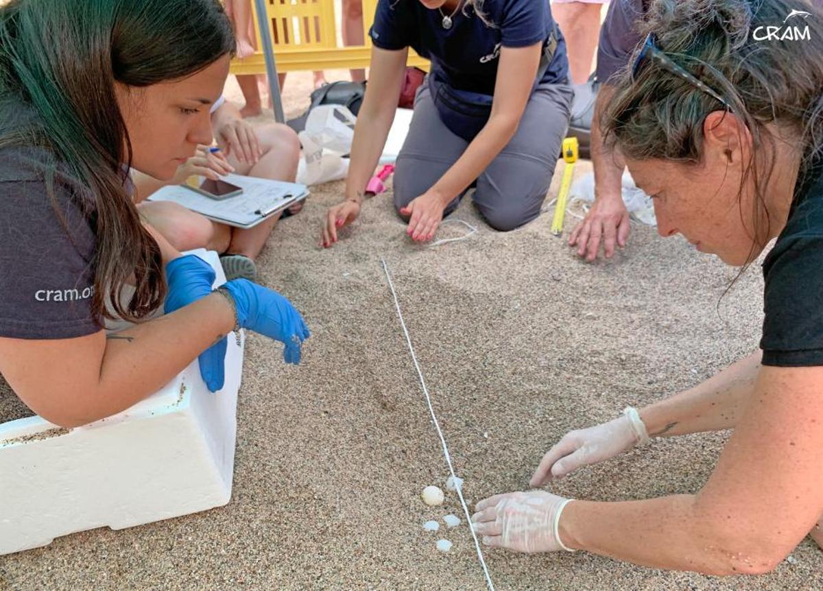 Localitzat a Begur un niu de tortuga careta amb 130 ous, el primer a la Costa Brava